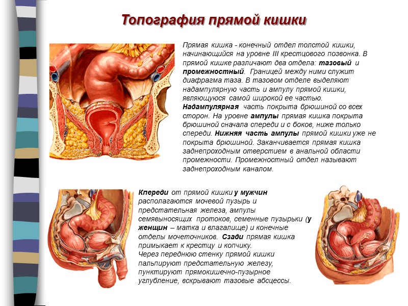 Топография прямой кишки Кпереди от прямой кишки у мужчин располагаются мочевой пузырь и предстательная